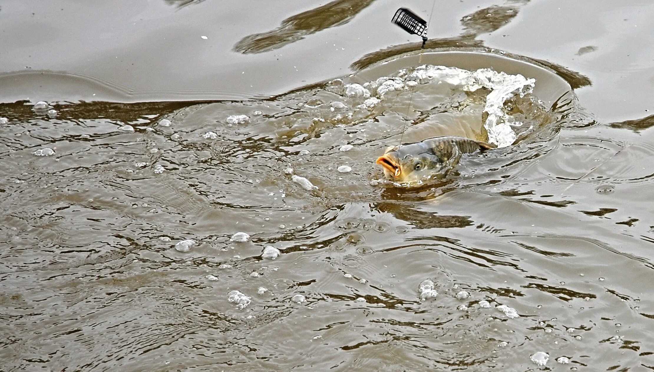 Красная рыба. Рыба плавает в воде. Рыбы поверхностных вод. Рыба у поверхности. Мелководье рыбы.