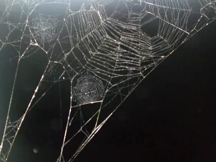 Опутанная паутиной диковинка где менять