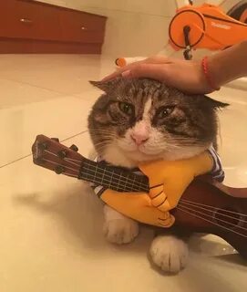 Набери кошку