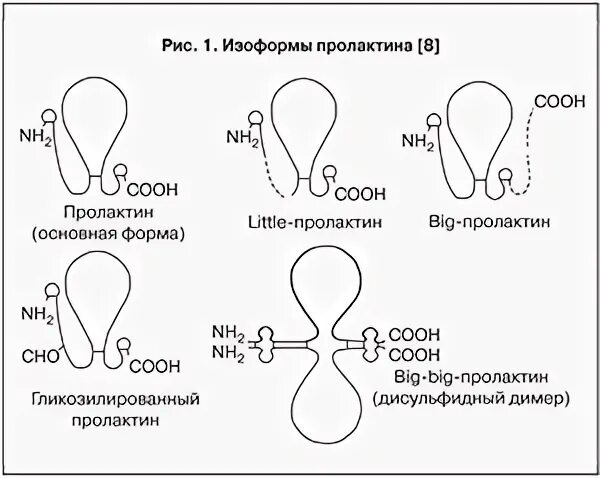 Гормональный фон. Синтез пролактина схема. Регуляция менструального цикла. Пролактин при грудном вскармливании. Пролактин повышен у женщины.