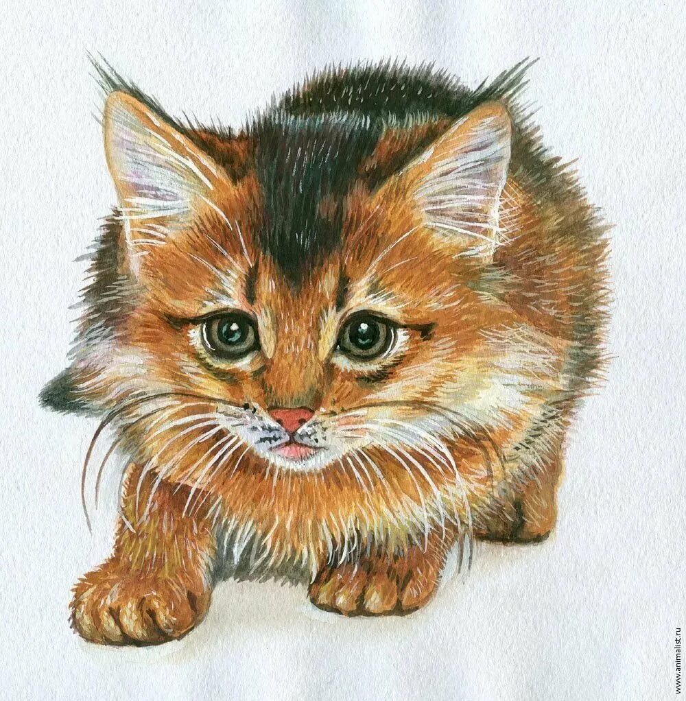 Рисунки животных коты