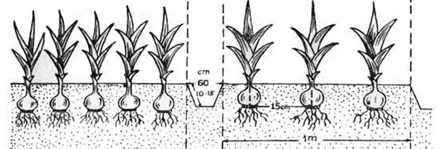 На каком расстоянии сажать луковицы. Гладиолусы схема посадки. Схема посадки гладиолусов в открытый грунт весной. Посадка гладиолусов весной схемы. Глубина посадки гладиолусов в открытый грунт весной.