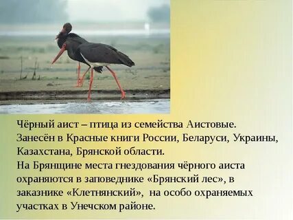 Черный занесен в красную книгу