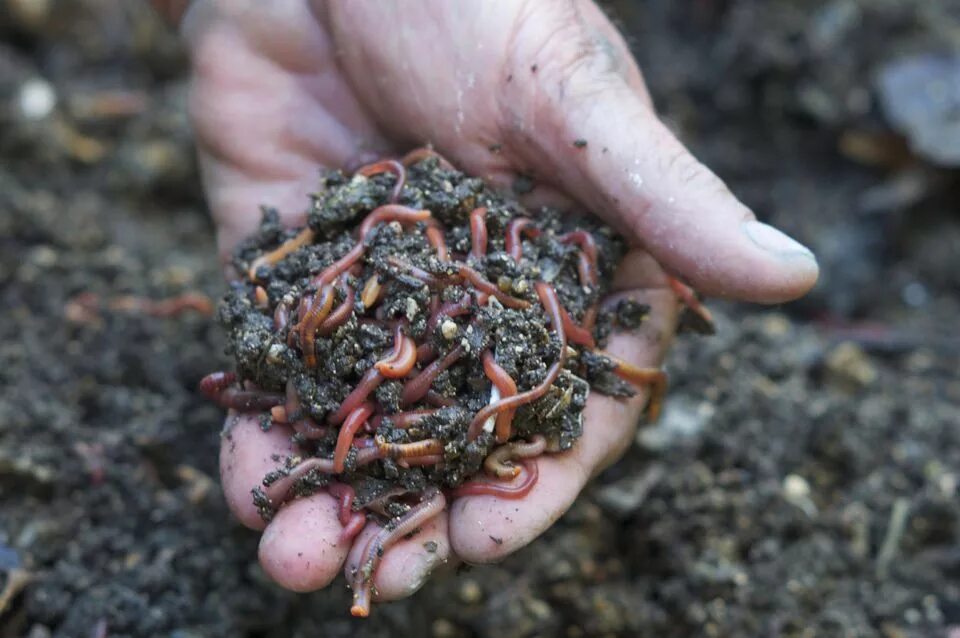Плодовитость червей. Земляные черви для компоста.