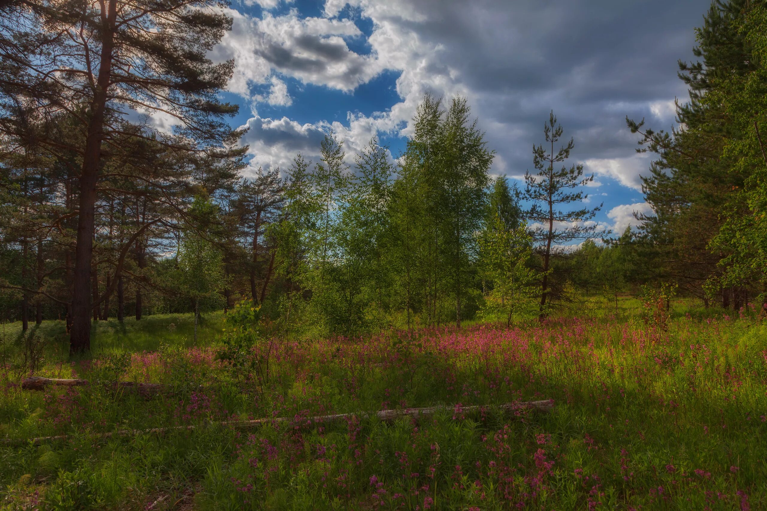 На опушке соснового леса 1897. Под опушкой. Лесная опушка осень. Опушка леса фото. На лесной опушке.