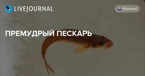 Какую жизнь ведет пескарь