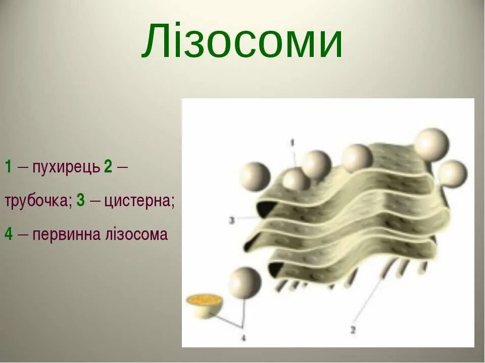 Гольджи ферменты. Лізосоми. Комплекс Гольджи рисунок. Лізосоми виникнення ?. Лізосома в яких клітинах.