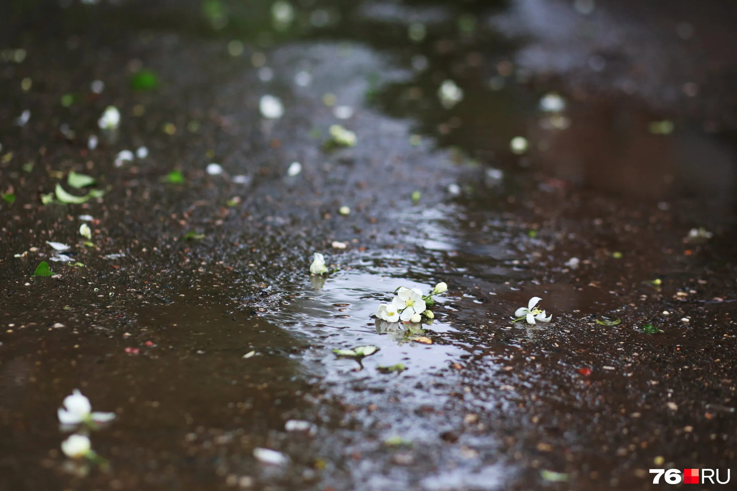 майский дождь с грозой. ярославль дождь. дождь 12 июня. плюс 12 дождь. осенний ливень.