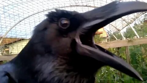 Включи видео ворон