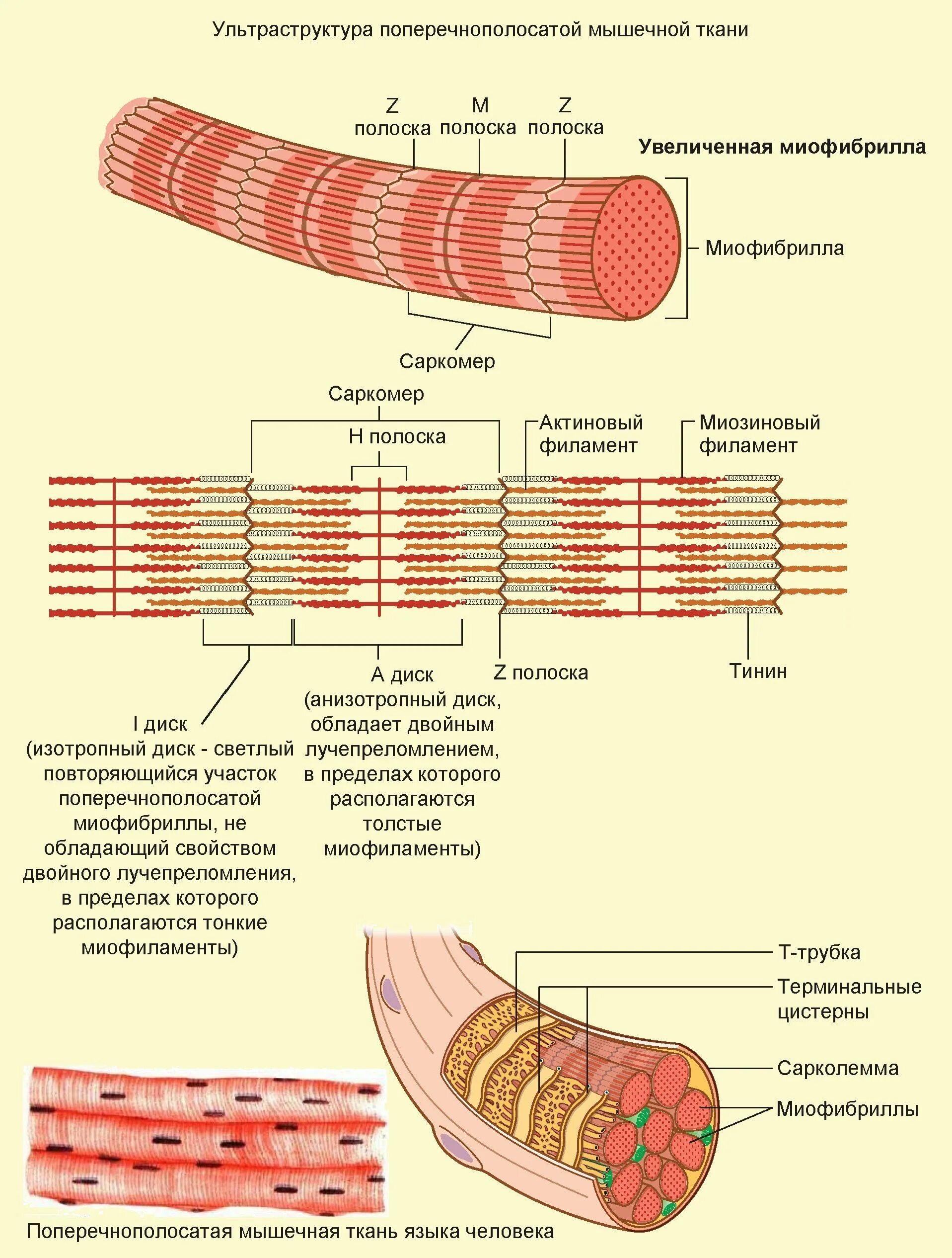 Волокна поперечно полосатой мышечной ткани ядра. Скелетная мышечная ткань саркомер. Структура поперечно полосатого мышечного волокна. Ультраструктура скелетного мышечного волокна. Схема поперечно полосатого мышечного волокна.