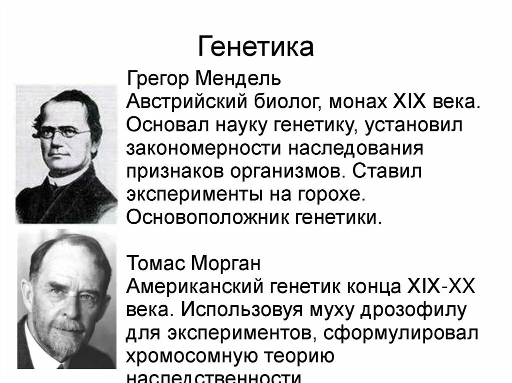 Создатель генетики. Мендель основоположник генетики. Австрийский биолог, основоположник генетики Грегор Мендель. Мендель основоположник генетики кратко. Мендель генетика.