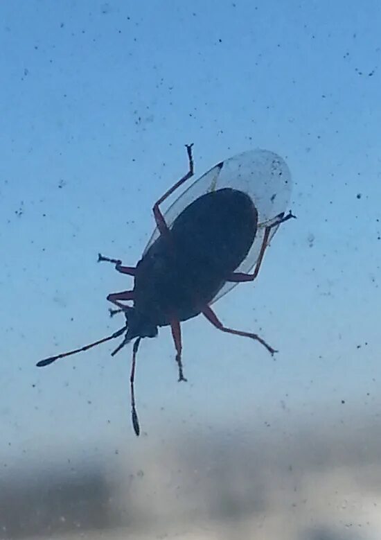 ночные жуки летающие.