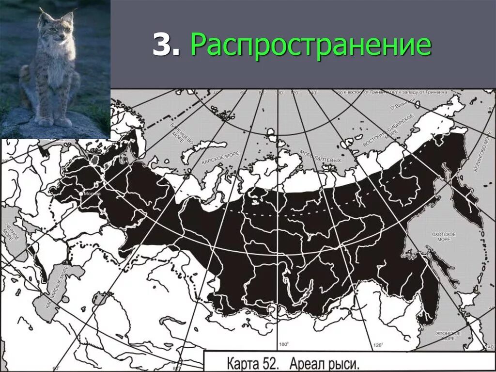 Где находится полярный волк колония на карте. Ареал рыси в России карта. Ареал обитания рыси. Ареал обитания рыси в России на карте. Евроазиатская Рысь ареал обитания.
