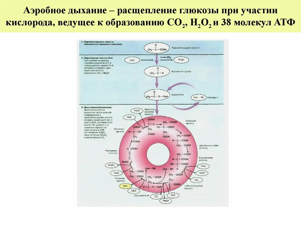 Аэробное дыхание. Процесс аэробного дыхания. Последовательность аэробного дыхания. Аэробное дыхание последовательность процессов. Последовательность этапов процесса дыхания