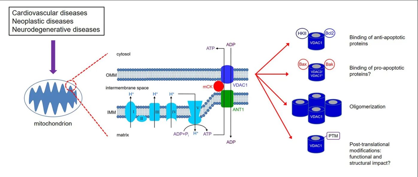 VDAC oligomerization. VDAC. Структура VDAC канала. VDAC structure.