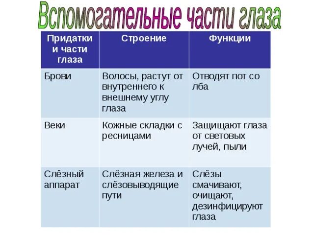 Функции элементов глаза. Таблица структура глаза строение функции. Строение органа зрения таблица. Функции бровей. Анатомия глаза таблица.