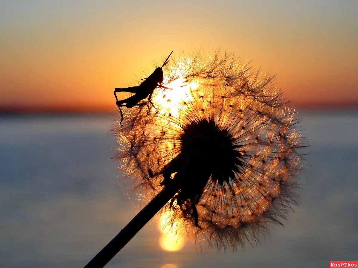 Одуванчик солнышко. Одуванчик солнышко. Одуванчик и солнце. Одуванчик солнышко. Одуванчик солнышко.