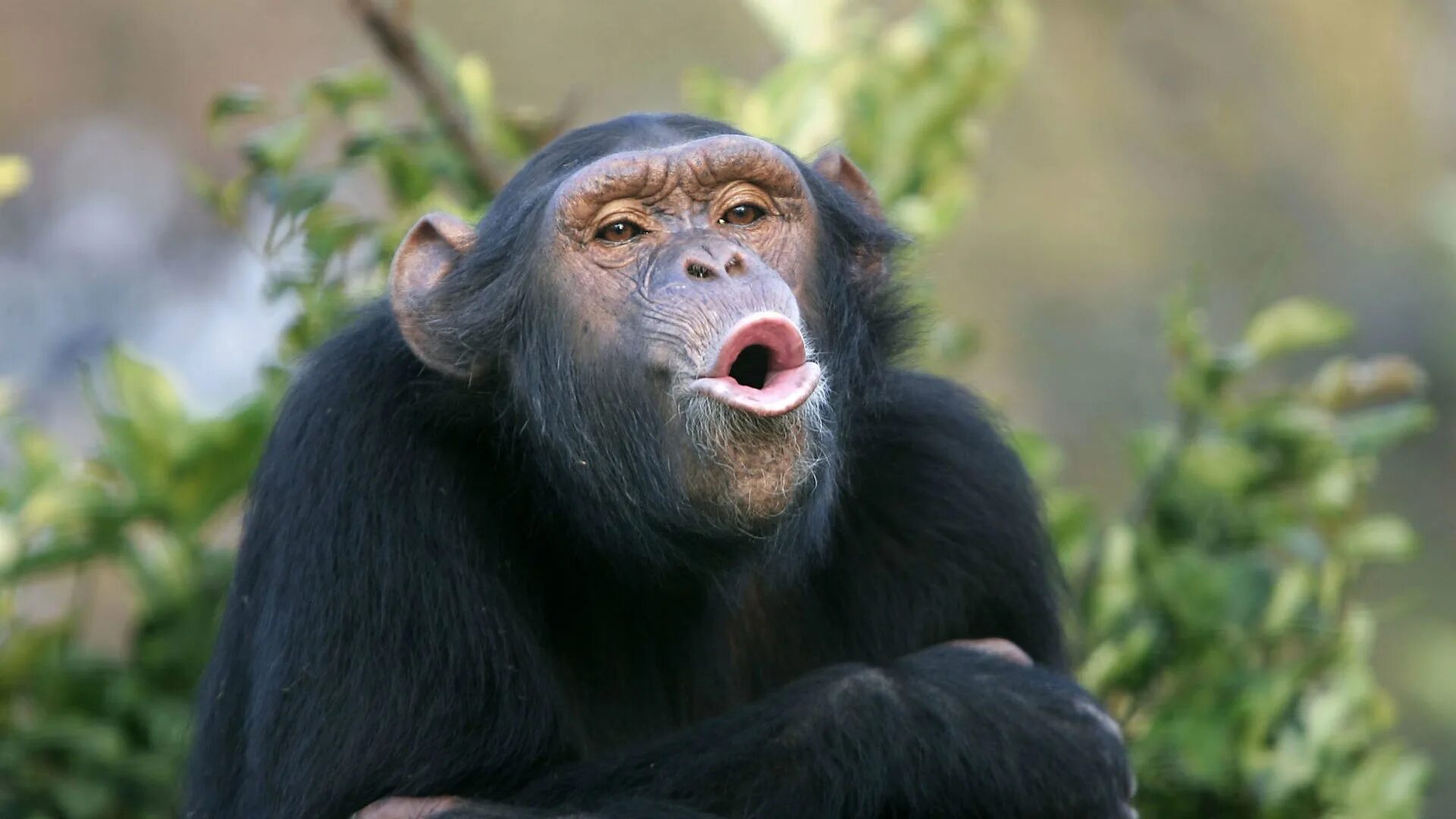 Бонобо обезьяна. Шимпанзе. Шимпанзе фото. Обезьяна с открытым ртом.
