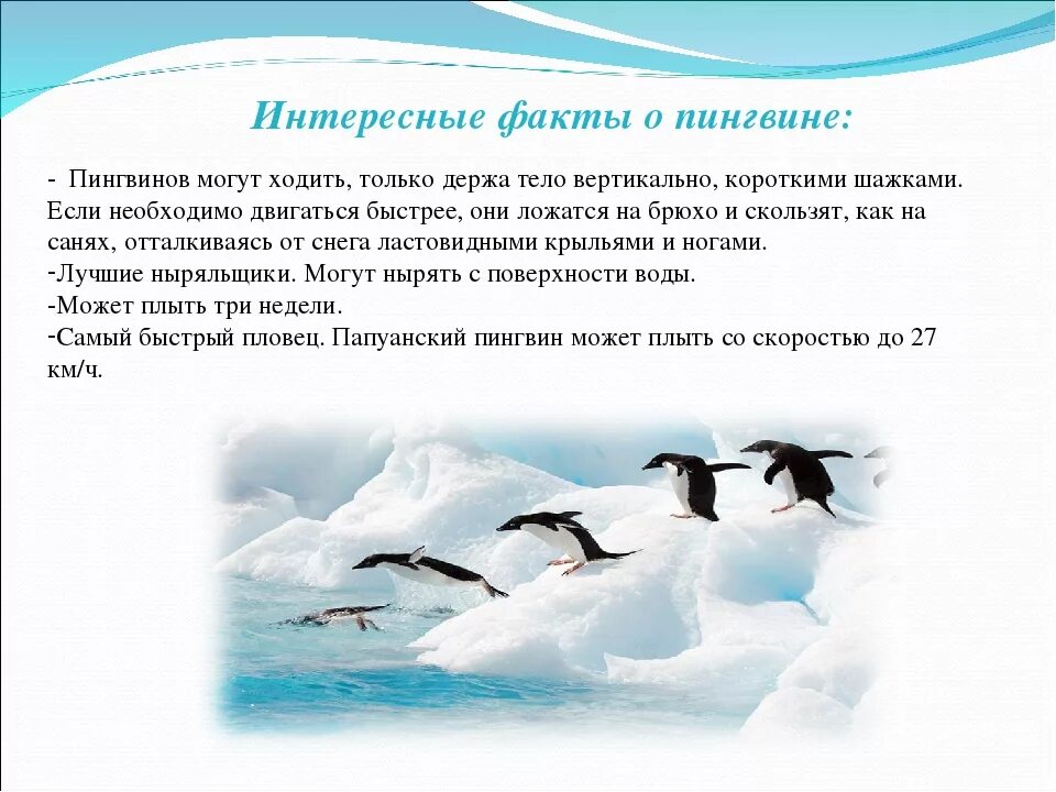 Интересные факты о пингвинах. Удивительные факты о пингвинах. Интересное о пингвинах для детей. Интересные факты перо пингивинов. Рассказы про пингвинов для детей