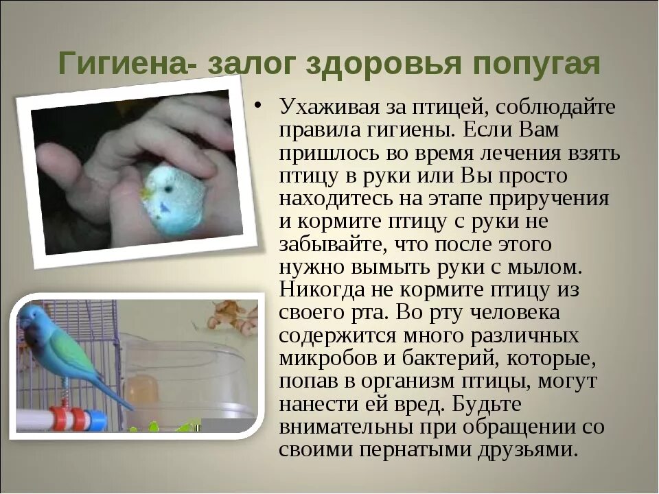 Можно волнистому попугаю давать яйцо. Как можно ухаживать за попугаем. гигиена волнистого попугая. правила ухода за попугаями. как нужно ухаживать за попугаями.