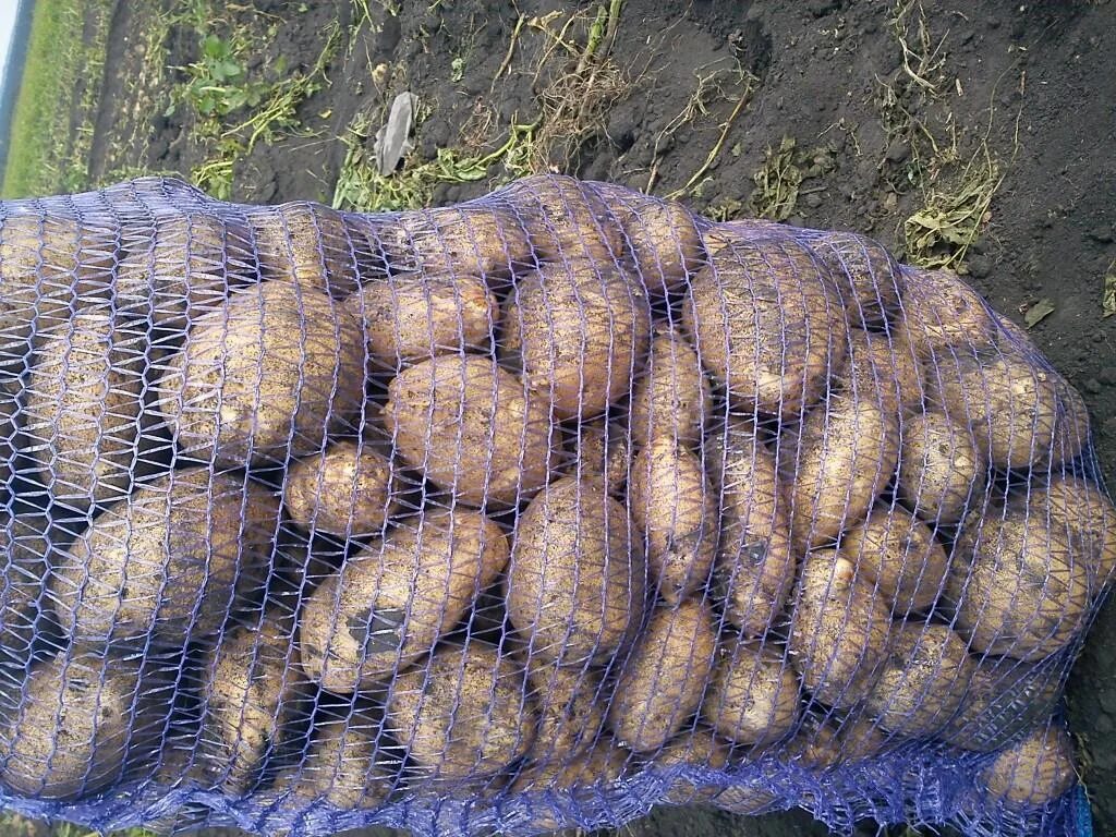 Картофель Гала и ред Скарлет. Семенной картофель в сетках. Картошка в сетке. Картофель семена в сетках.