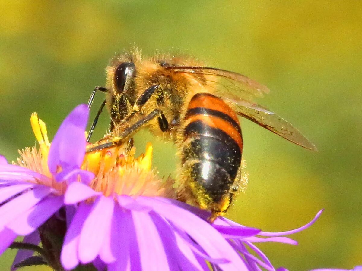 Медоносная пчела. Пчеловодство. Европейская медоносная пчела. Медоносная пчела медоносная. Африканская медоносная пчела.