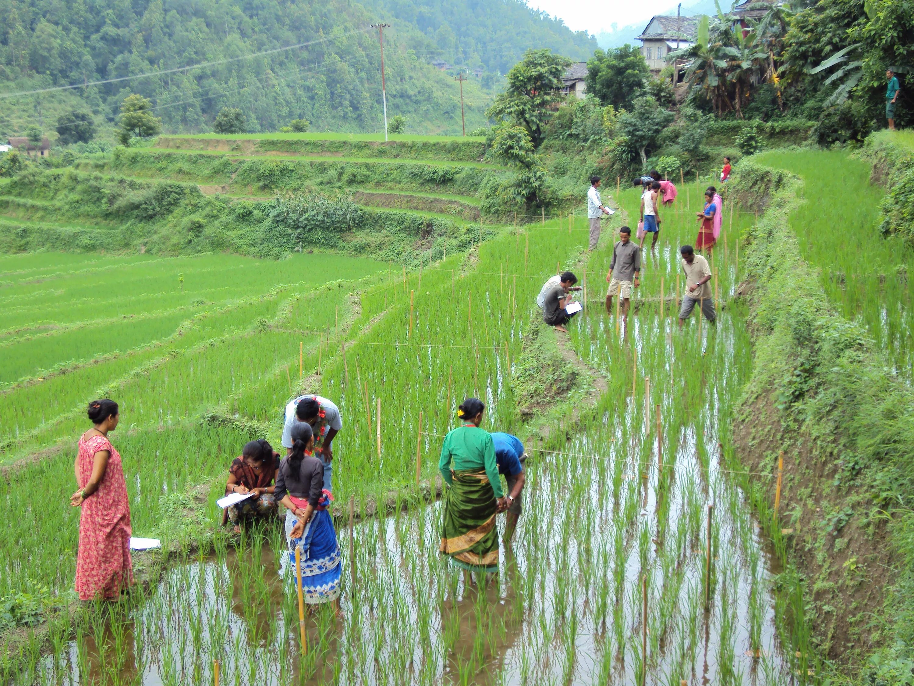 Непал сельское хозяйство. Сельское хозяйство Непала рис. Земледелие в Непале. Экономика Непала.
