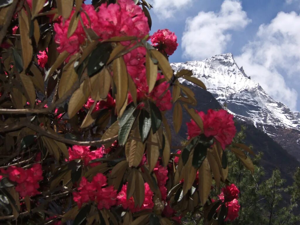 Цвет гималаи. Рододендрон Непал. Непальский рододендрон Гималаи. Рододендрон Гималаи. Непал Гималаи цветы.