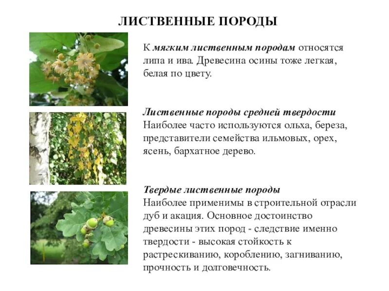 Мягкой лиственной породой является