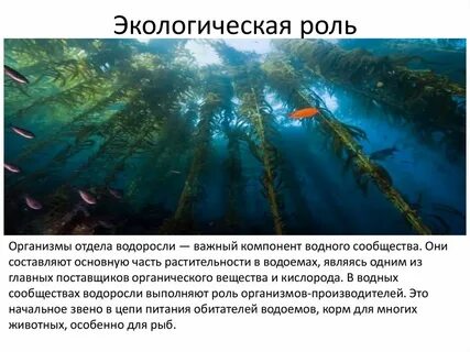 Водные сообщества