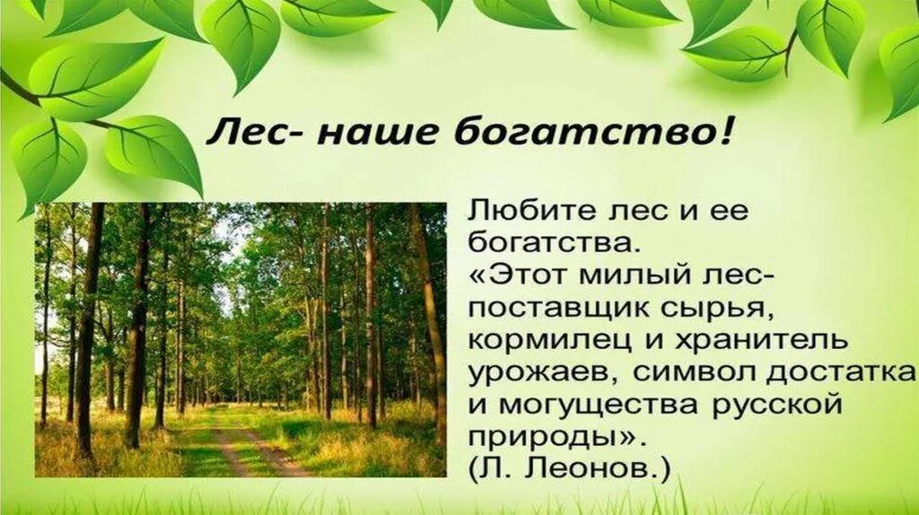 Какие богатства лесной зоны. Лес наше богатство. Лес-наше богатство презентация. Берегите лес наше богатство. Тема лес наше богатство.