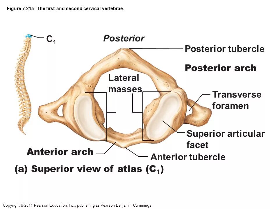 Супериор Антериор Постериор. Эпистрофей позвонок. Cervical vertebrae. Антериор Супериор Илиас. Superior view перевод