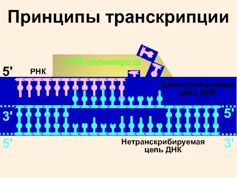 Какая цепь днк матричная. Матричная транскрибируемая цепь ДНК. Транскрибируюшая цепь ДНКТ. Принципы транскрипции. Транскрибируемая цепь ДНК это.