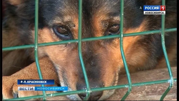 Приюты для животных в одинцовском районе адреса. Приют для собак. Приют краснообска. Бездомные животные в приюте. Приют для животных новосибирск краснообск.