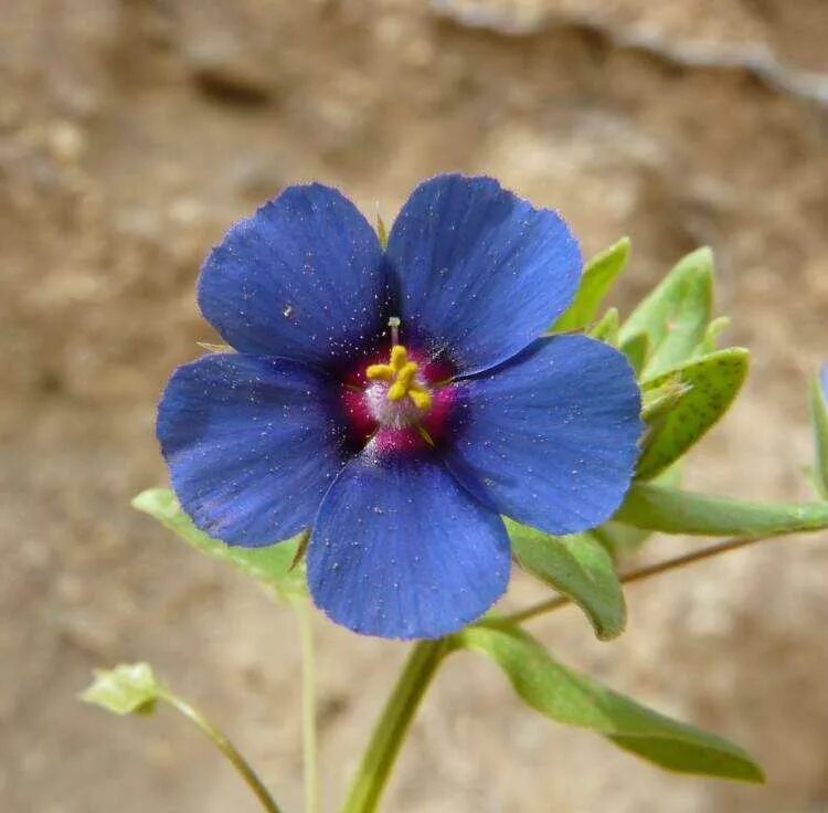 Анагалис крупноцветковый. Anagallis arvensis. Анагалис Синеглазка. Анагаллис цветок.