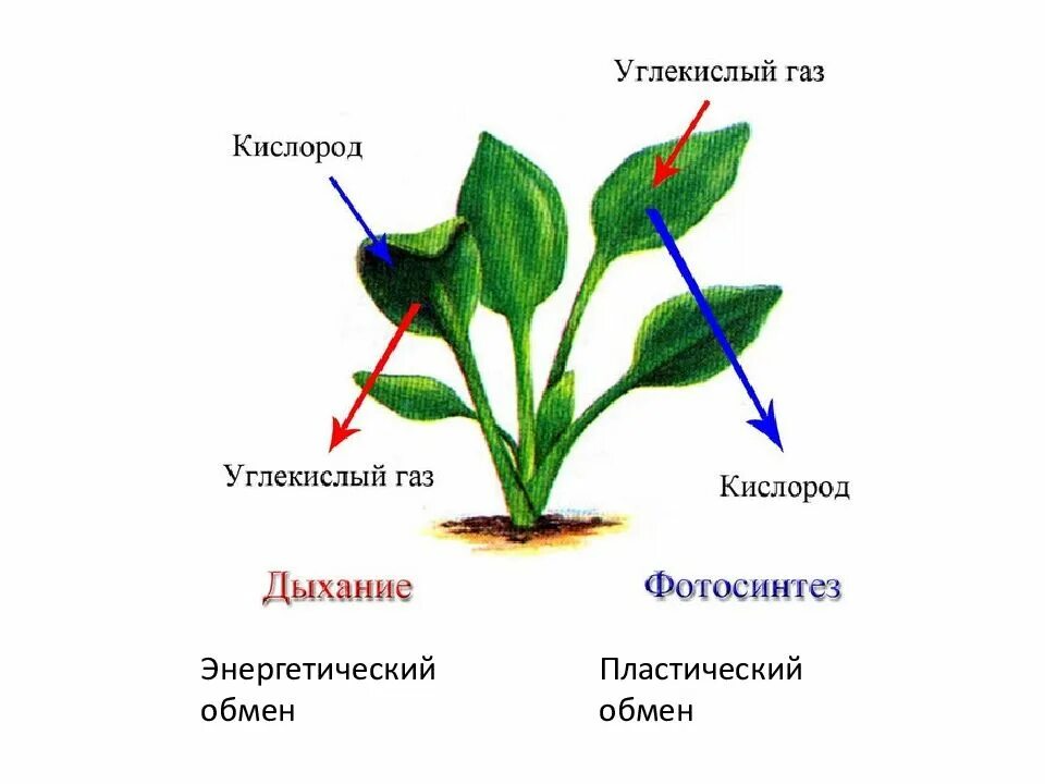 Каков процесс дыхания растений. Дыхание растений растений 6 класс биология. схема процесса дыхания растения. фотосинтез и дыхание. фотосинтез и дыхание растений.