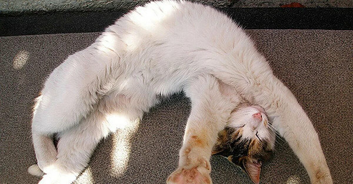 Что хорошо тянется. Гибкий котик. Кот проснулся. Кот на солнышке. Гибкая кошка.