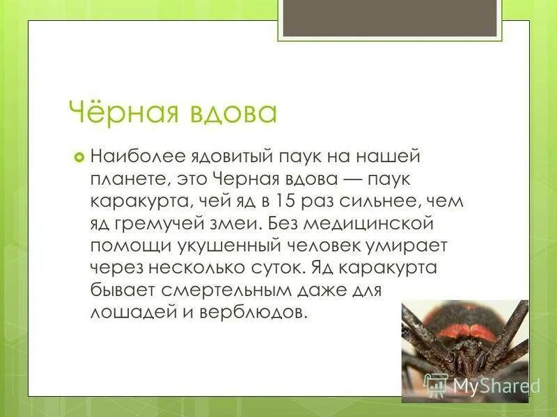 Увидеть дома паука примета. Рассказ о пауке черная вдова. Доклад про паука черная вдова. Факты о ядовитых пауках. Сообщение о черной вдове.