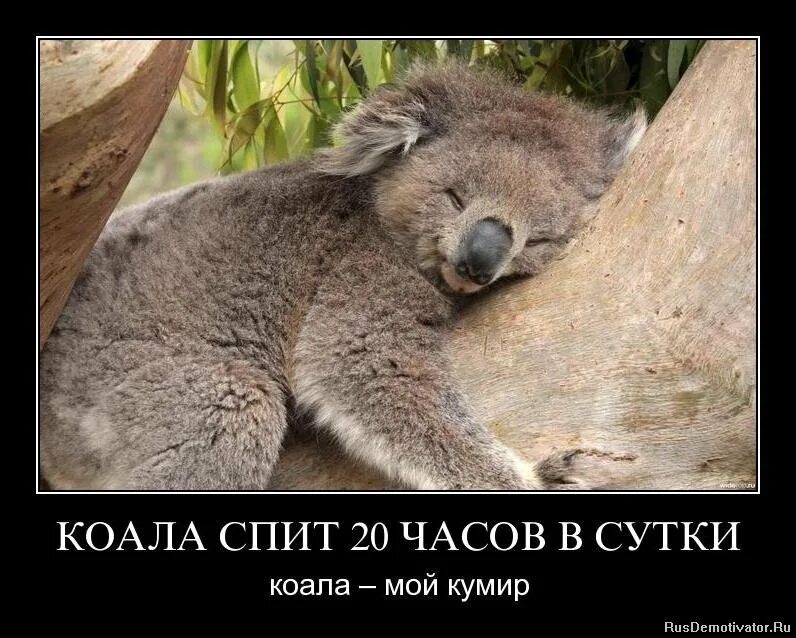 Спи 22 23