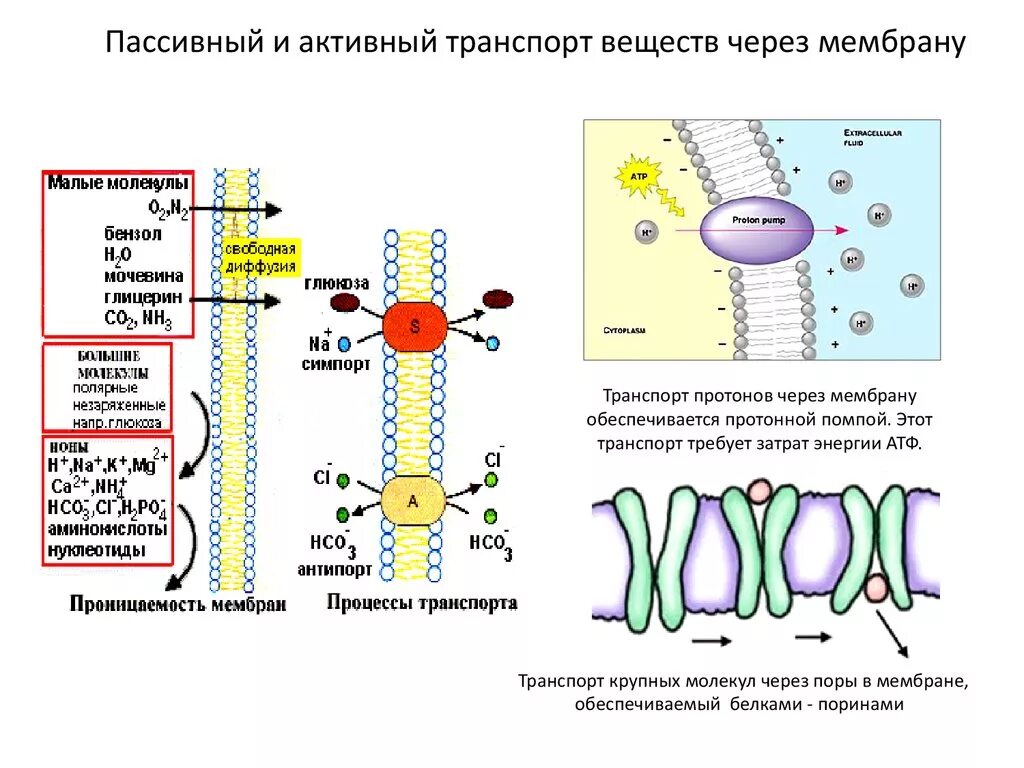 Мембранный транспорт пассивный активный облегченный. Пассивный транспорт веществ через клеточную мембрану. Пассивный транспорт ионов через клеточную мембрану. Активный транспорт веществ через мембрану клетки.