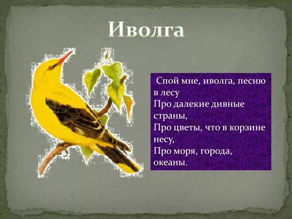 Спой мне Иволга. Стишок про Иволгу. Пословицы про птицу Иволгу. Стихотворение про Иволгу для детей.