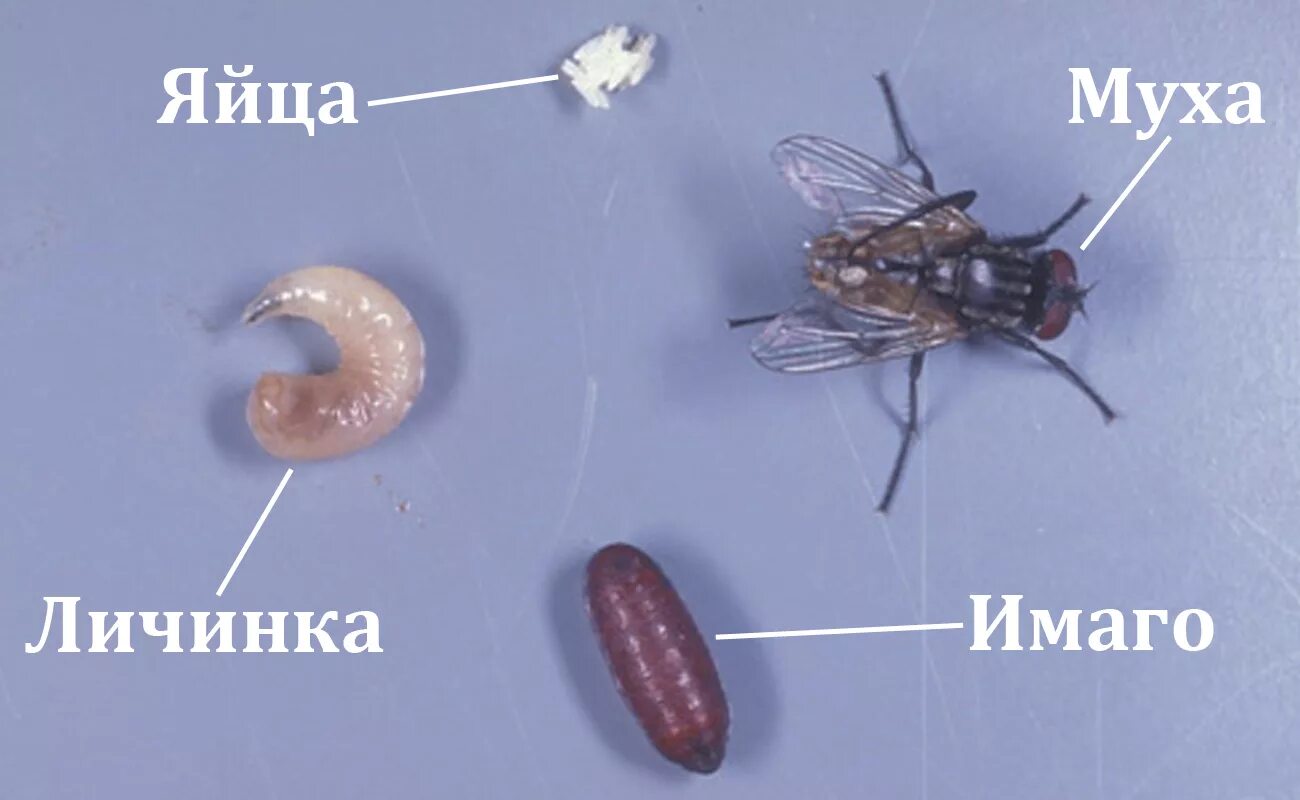 Личинки синантропных мух. Сколько едят мухи
