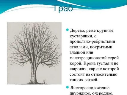 Как переводится дерево