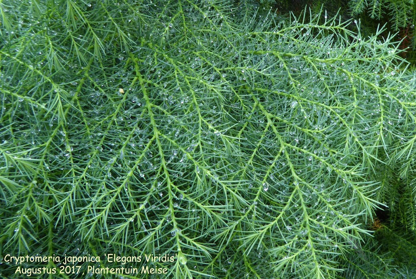 Криптомерия Элеганс. Cryptomeria japonica 'elegans viridis'. Криптомерия японская (сорт 'elegans viridis'). Криптомерия элеганс виридис