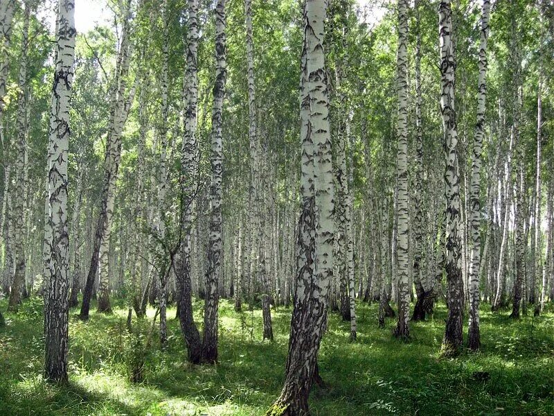 Природа новосибирска. Природа Новосибирской области. Разнообразие природы Новосибирска. Лето в Новосибирской области. Новосибирск природа летом.