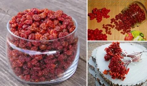 Как приготовить калину на зиму сохранив полезные