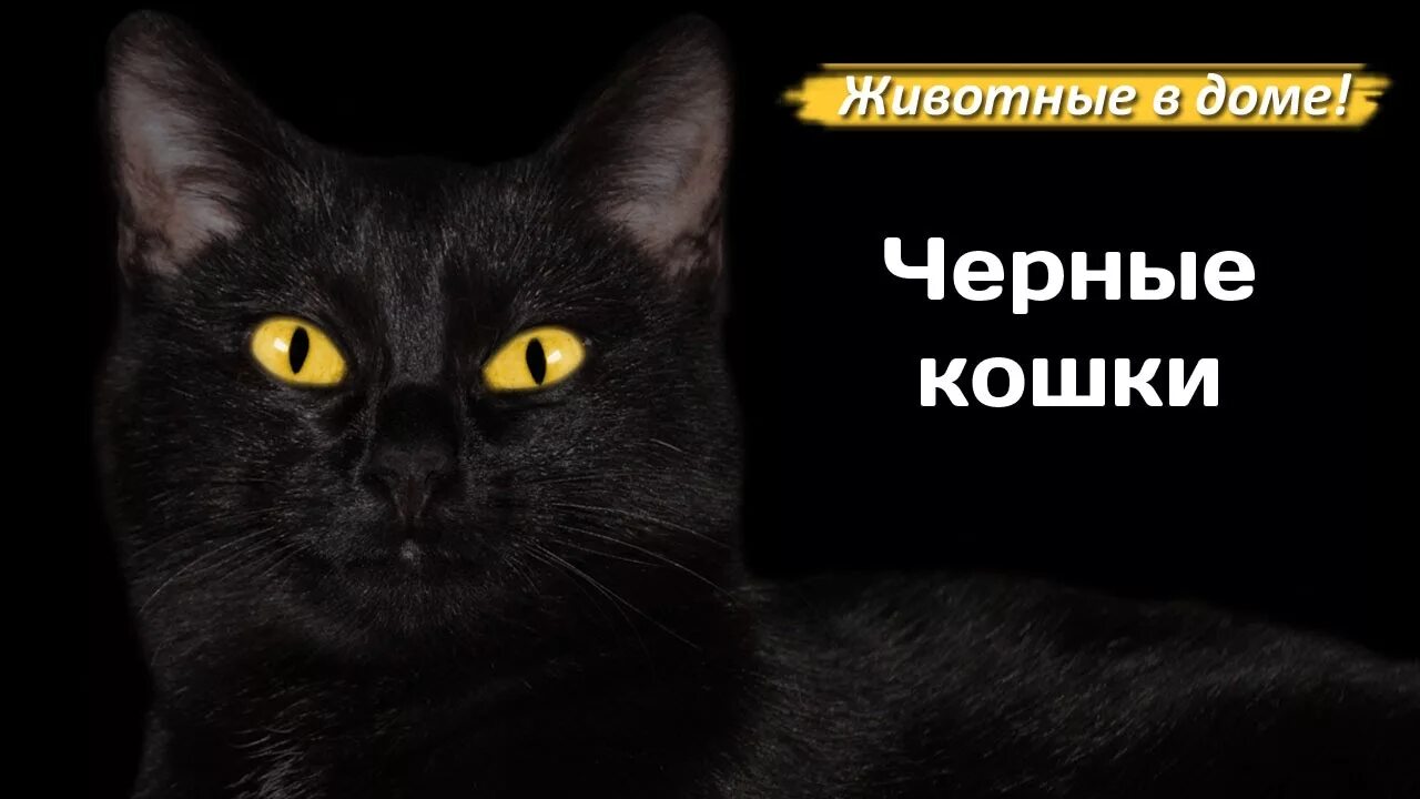 Дом с черными котами содержание чем закончится
