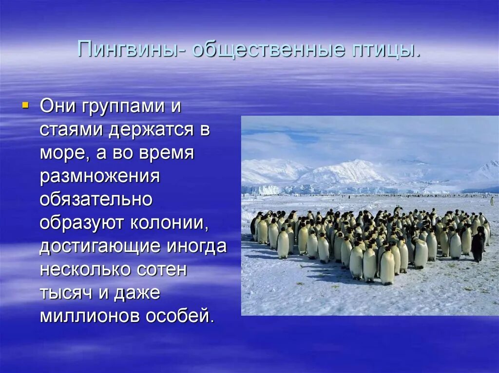 Появление птенцов в колонии пингвинов признак. Пингвины презентация. Тема Пингвин. Пингвины слайд. Проект про пингвинов 3 класс.