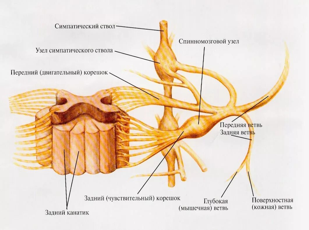 Строение нерва рисунок. Строение ствола спинномозгового нерва. Симпатический узел на строении спинного мозга. Симпатический ствол и спинномозговые нервы. Строение спинного мозга нервный узел.