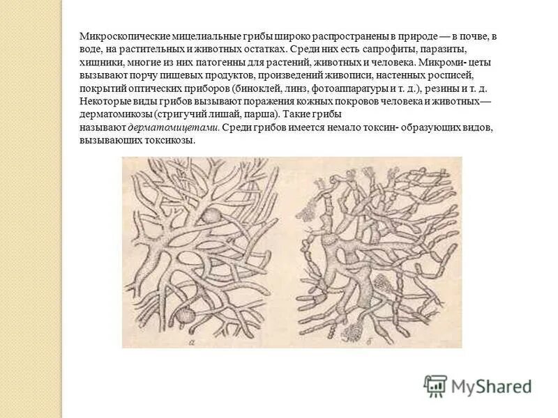 преимущества мицелиальной формы жизни